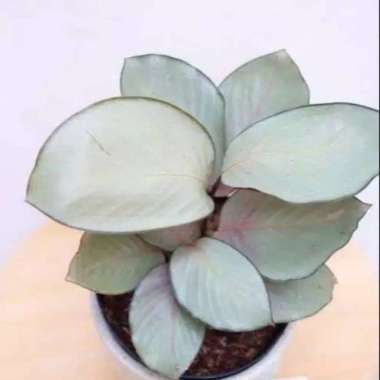 (COD) Tanaman hias calathea silver / tanaman calathea silver