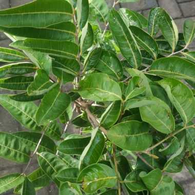 Bibit kelengkeng matalada jumbo cangkok