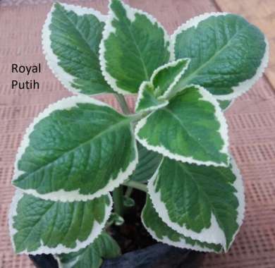 TANAMAN HIAS MIANA HIJAU GARIS PUTIH / MIANA OREGANO LANGKA