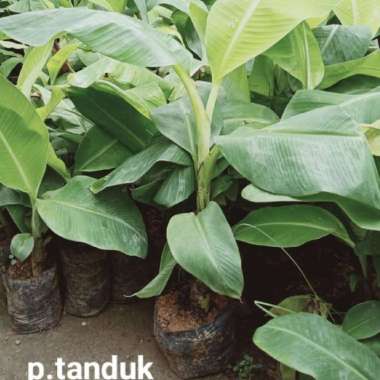 Bibit Buah Pisang Tanduk tunas bibit