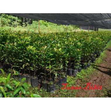 Bibit Cengkeh Tunas bibit purworejo