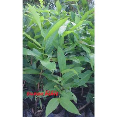 Bibit Jambu Air Madu Deli murah tunas bibit