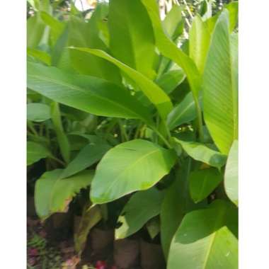 bibit pisang emas tunas bibit