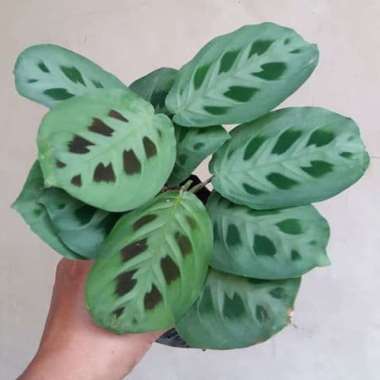 calathea levonero / tanaman calathea levonero / tanaman calathea