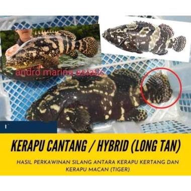 ikan kerapu hybrid atau cantang atau bunga kondisi hidup