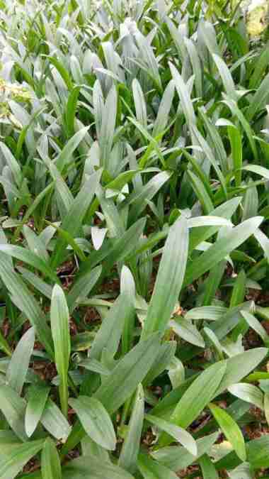 tanaman hias bakung lele, pohon bakung lele