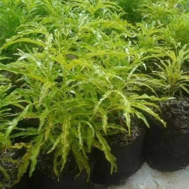 Tanaman Hias Brokoli Kuning - Pohon Brokoli Kuning