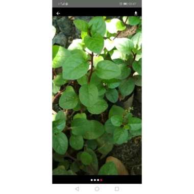 Tanaman Herbal Binahong - tanaman daun binahong