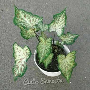 Tanaman Hias Cantik Keladi Totol Medium - Keladi Wayang