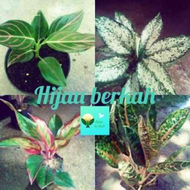 Paket Tanaman Aglonema