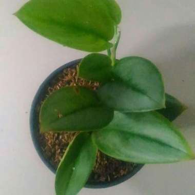 Tanaman Hias Rambat Scindapsus susu - sirih gading susu