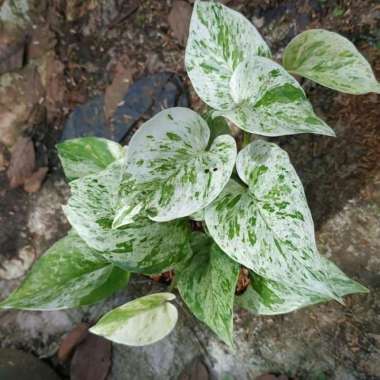 tanaman sirih gading varigata epipremnum aureum marbel Queen