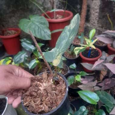 philodendron flobe florida beauty variegata variegated