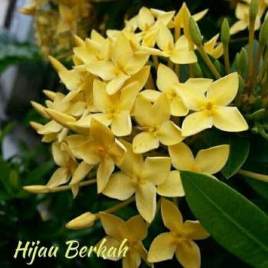 tanaman hias bunga asoka kuning pohon soka