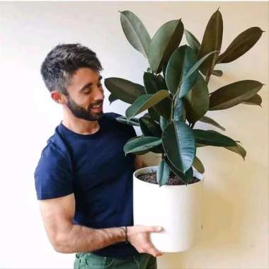 Bibit Tanaman Herbal Indoor - Karet Kebo - Rubber Plant Ficus