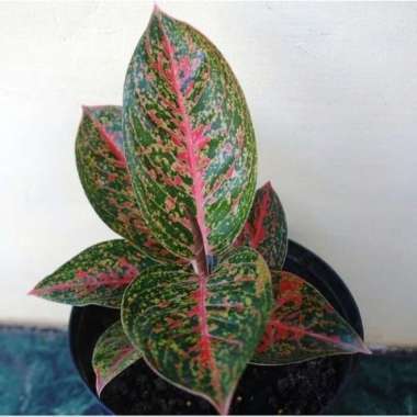 Tanaman Hias Aglonema Adelia