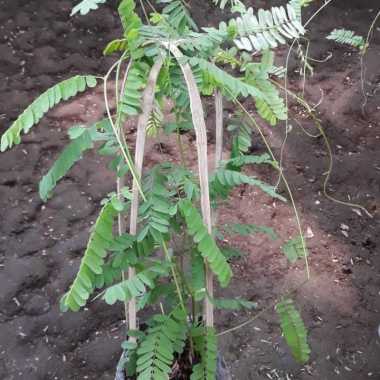 tanaman herbal saga pohon saga