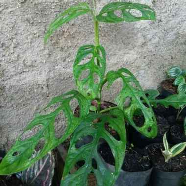 Tanaman Hias Monstera Adansonii - Janda Bolong Besar