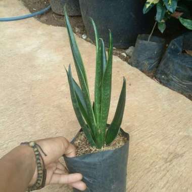 Tanaman Hias Sansevieria Cylindrica - Sensivera - Sansivera