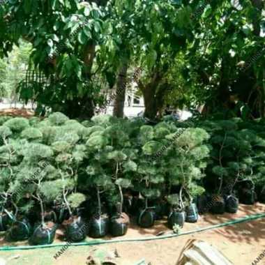 Bibit Bonsai Cemara Udang / Pohon Bonsai Cemara Udang