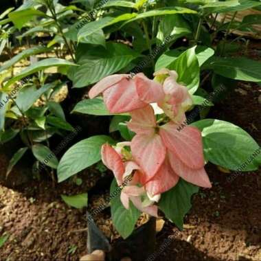 Tanaman Hias Nusa Indah Bunga Pink
