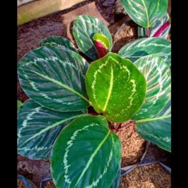 kalatea green lipstik calathea jungle rose/rosepainted/kalatea kol