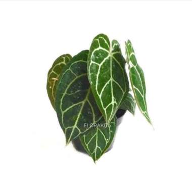 tanaman hias anthurium kuping gajah mini - anthurium cristalium