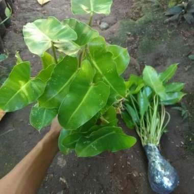 Tanaman Hias Philo Brekele - Philo Burle