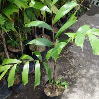 Tanaman Palem Ekor Tupai 1 Meter