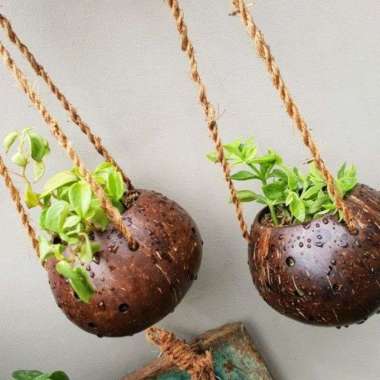 pot anggrek batok kelapa gantung