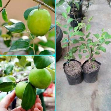 Azzahra berkah bibitku Bibit Apel Futsa Apel India Indonesia