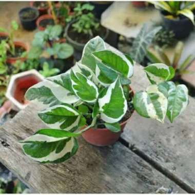 Tanaman Hias Sirih Njoy - Sirih Njoy