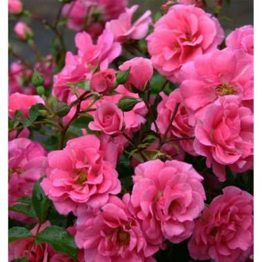 Mawar Floribunda Kondisi Berbunga Bisa Pilih Warna pink