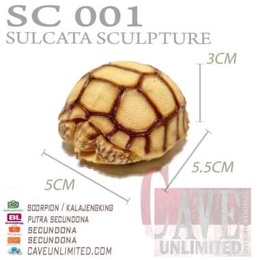 Replika patung tortoise Indian Star Instar istar kura kura darat torto BABY SULCATA