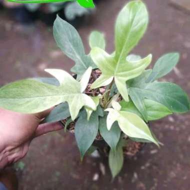 tanaman hias philodendron merpati - philo merpati - philo mayoi