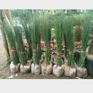 tanaman hias bambu air - tanaman air - pohon bambu air