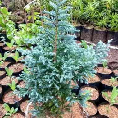 pohon Cemara salju - tanaman hias Cemara salju