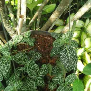Tanaman Hias Gantung Fittonia Episcia Mutiara