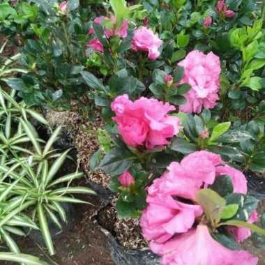 Tanaman Hias Azalea - bunga azalea