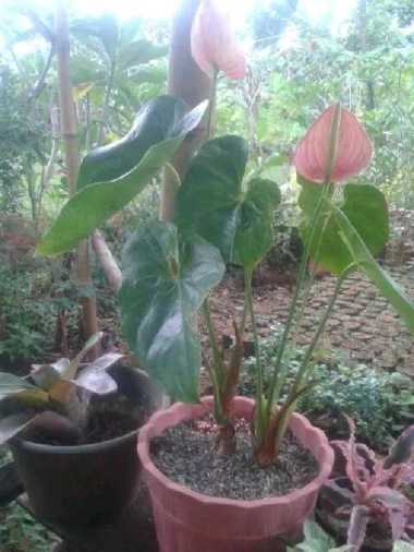 Tanaman Anthurium Bunga - Tanaman Hias Indoor
