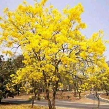 tanaman hias tabebuya bunga kuning - bibit pohon tabebuya bunga kuning