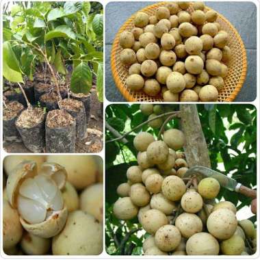 Azzahra berkah bibitku duku palembang Indonesia