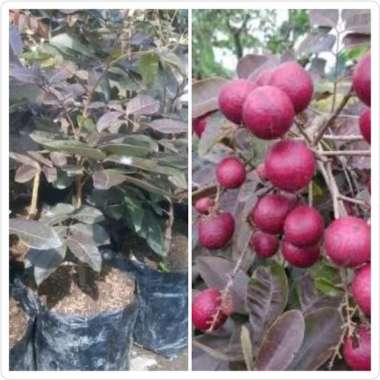 Promo bibit kelengkeng merah super
