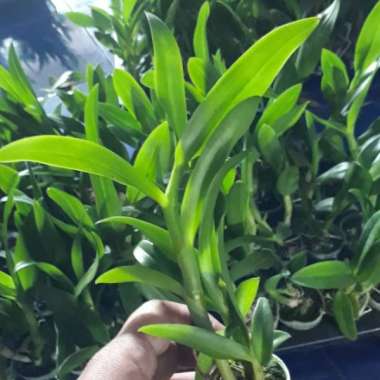 ( BISA COD ) Promo Tanaman hias anggrek dendrobium