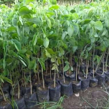 Bibit Pohon Trembesi Tanaman Kayu Trembesi Satu Meteran