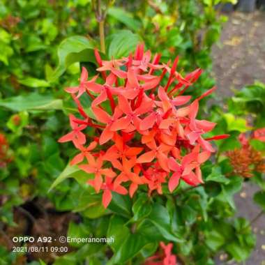 Bibit Tanaman Hias Bunga Asoka Petet