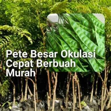 Petai atau Pete Okulasi Bibit