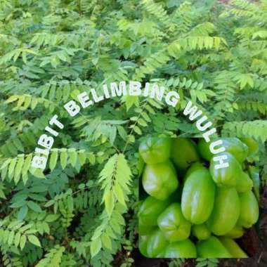 Pohon Belimbing Wuluh Bibit