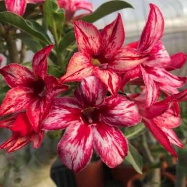 Adenium Bunga Tumpuk ( bunga adenium bahan bonsai ) Dark Red