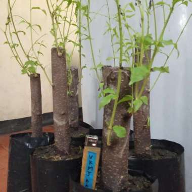 bahan bonsai anting putri big